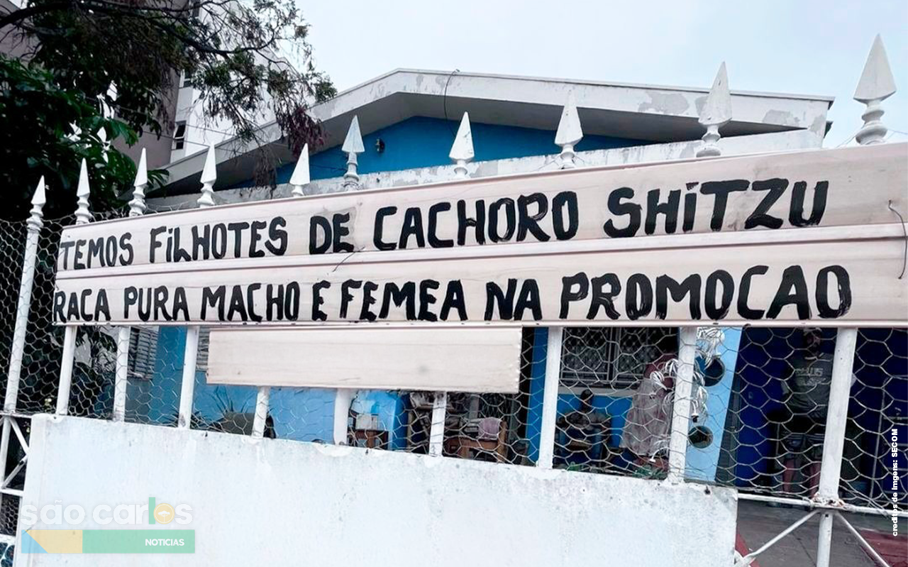 Departamento de Defesa Animal interrompe comércio ilegal e apreende cão em São Carlos