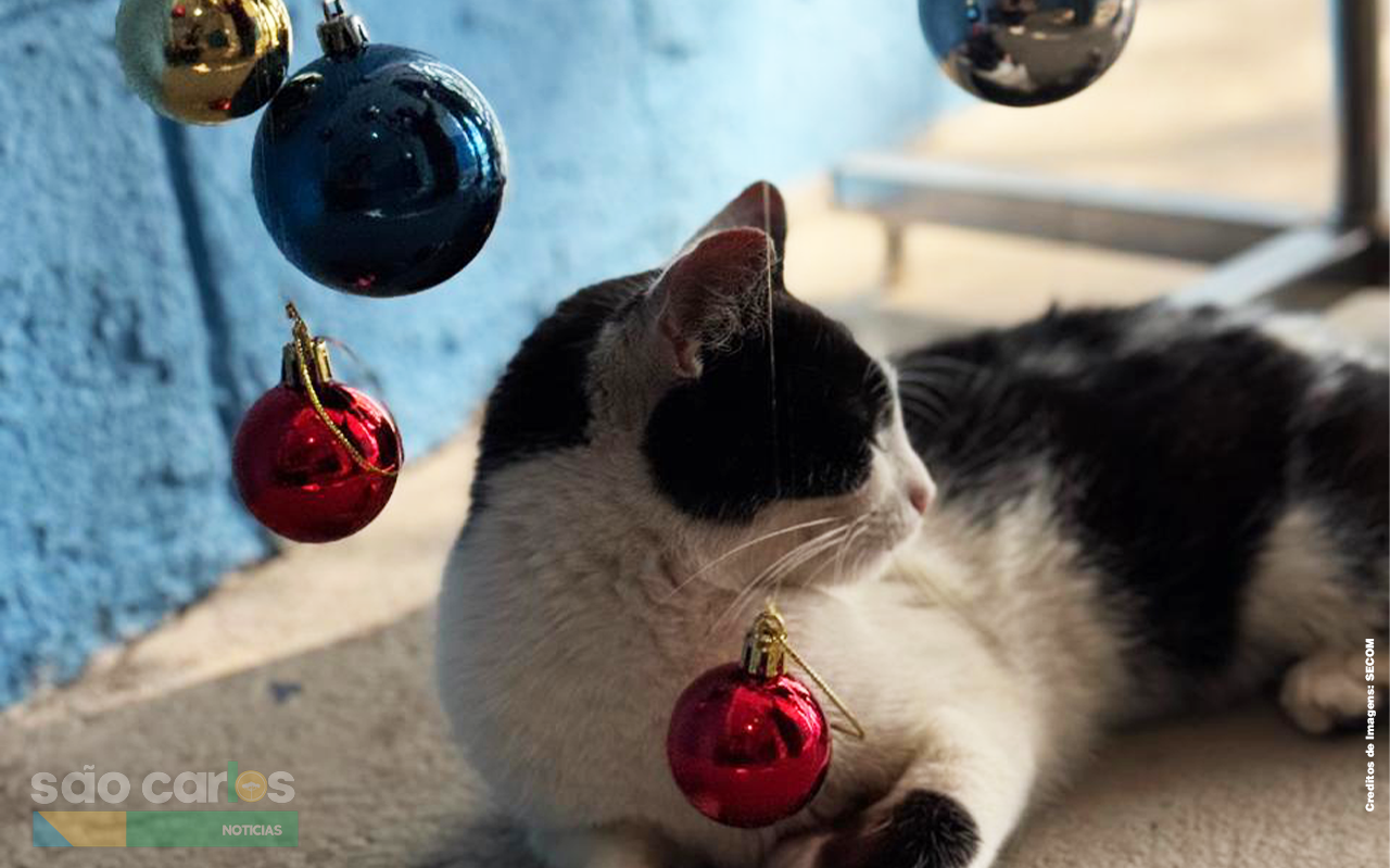 Feira de Natal incentiva adoção responsável de cães e gatos em São Carlos