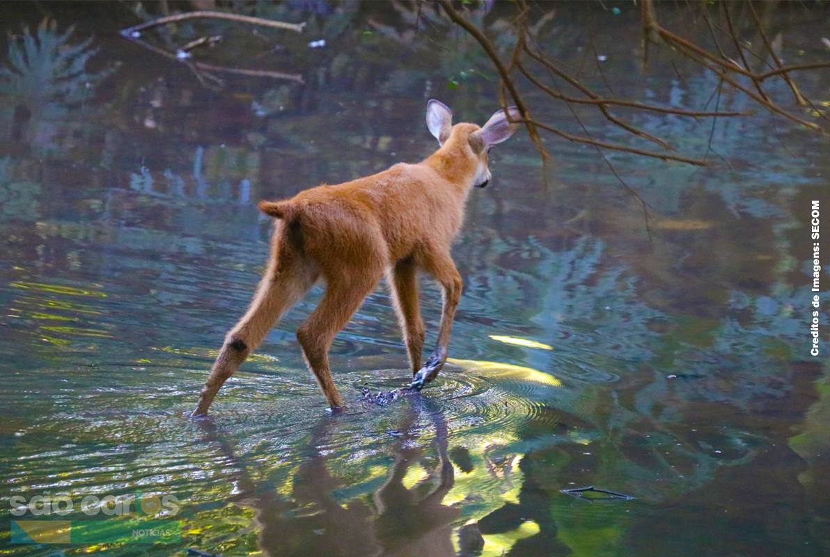 Aplicativo BioRota: São Carlos lança tecnologia para monitorar e salvar fauna silvestre