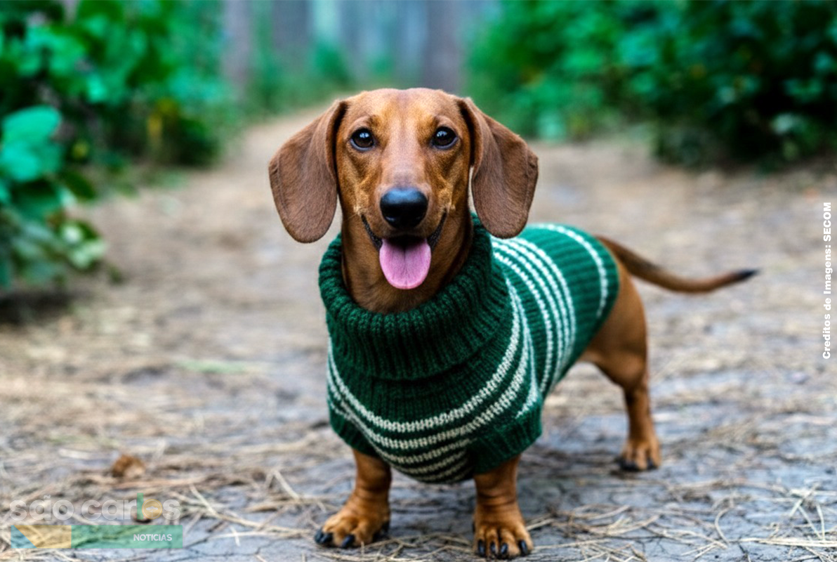 Vestuário Pet: FESC e SENAC abrem curso gratuito para quem quer lucrar no mercado que não para de crescer