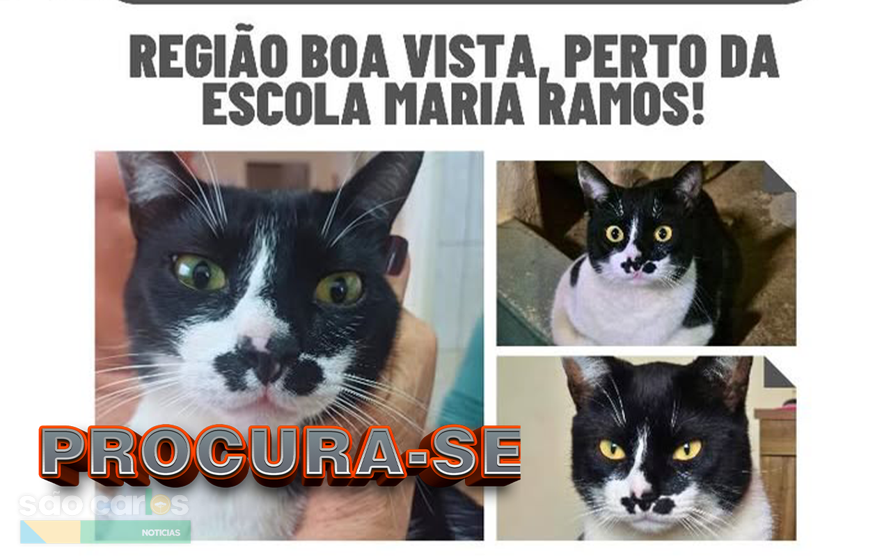 Tutora procura Bartolomeu: Gato medroso desaparece na região da Boa Vista e família pede ajuda