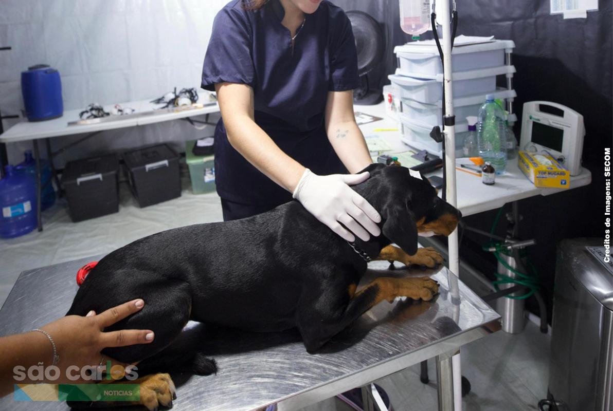 Mutirão de castração atende 308 pets no Cidade Aracy