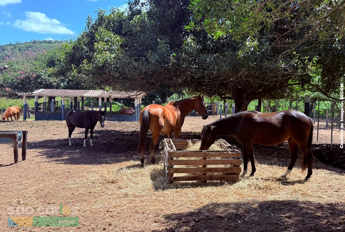 Adoção de animais em São Carlos: 33 equinos buscam novos lares