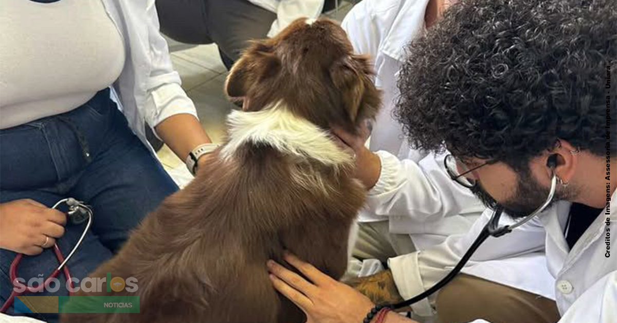 Veterinário em Matão oferece consultas para cães e gatos