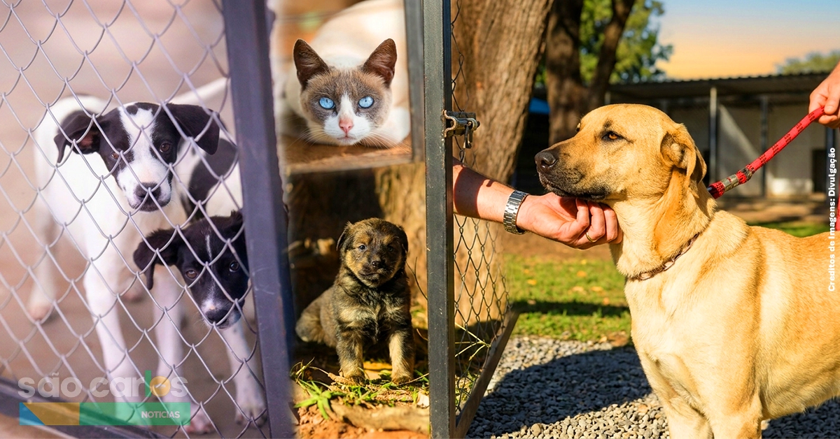 Feira de Adoção em São Carlos tem 264 cães e gatos neste sábado