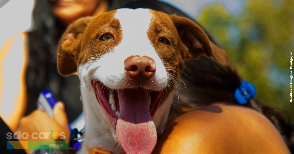 Mutirão de castração no Cidade Aracy atende 400 animais